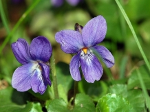 Bucataria Naturii: plante din flora spontana - TOPORASUL 